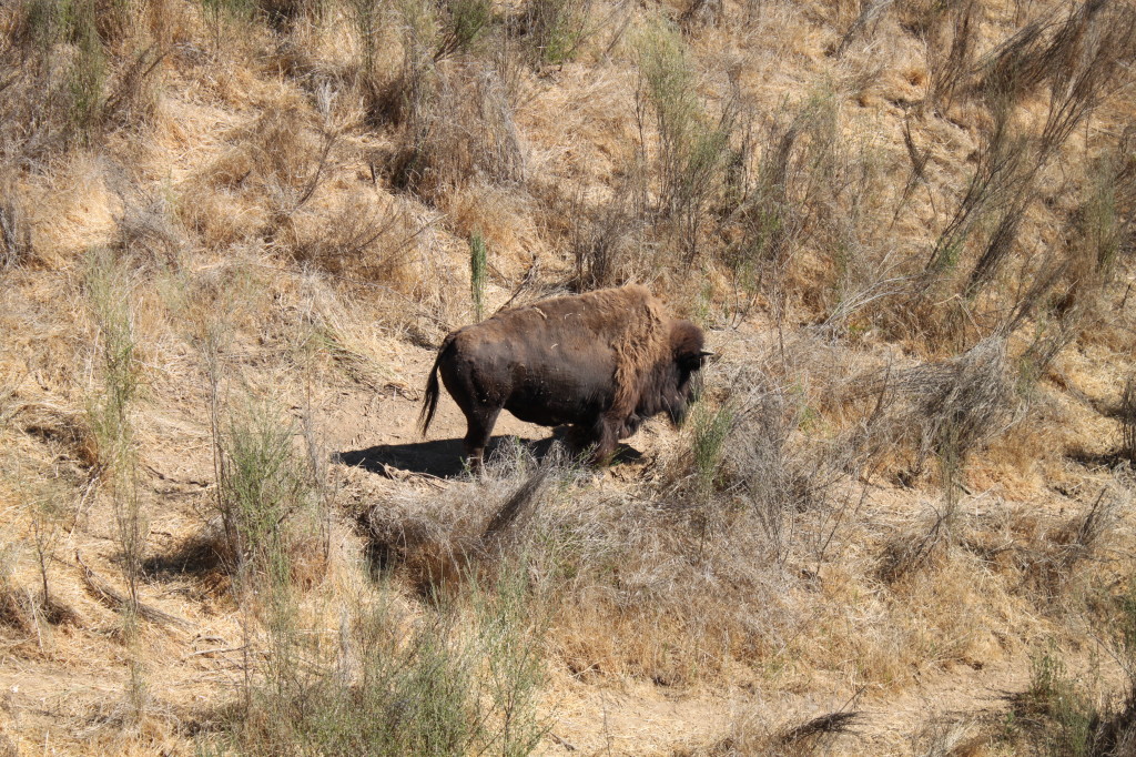 Bison at Oakland Zoo