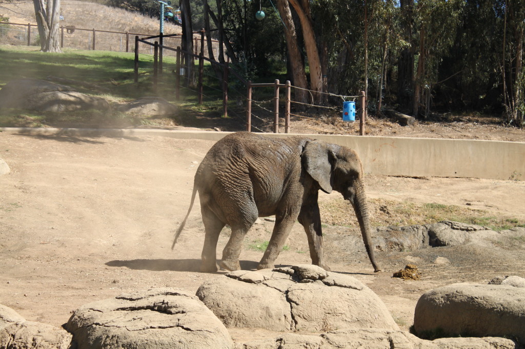 Elephant at Oakland Zoo