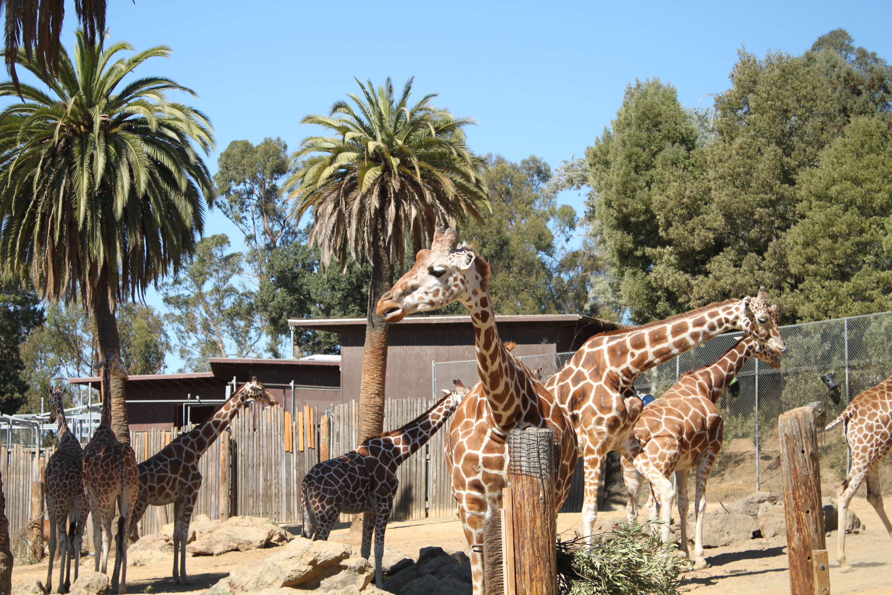 Giraffes at Oakland Zoo