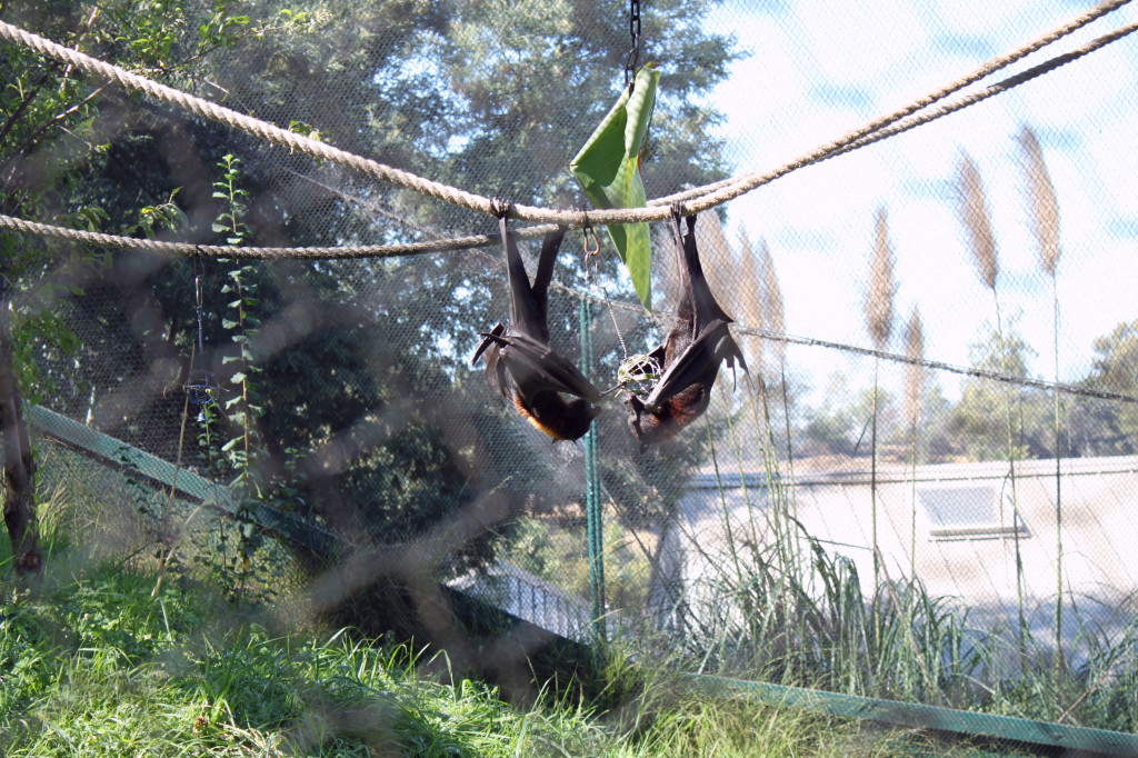 two bats eating