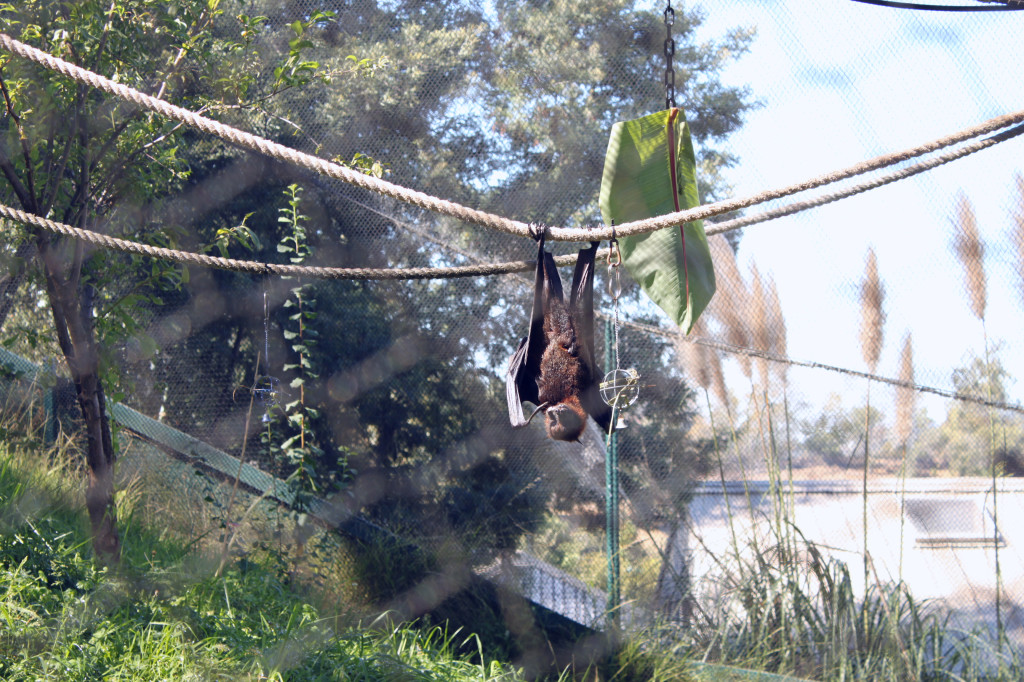 bat eating oakland zoo